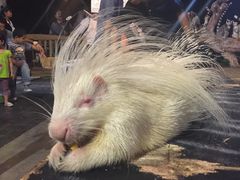 -清迈夜间动物园