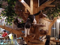 大堂-共舞时光猫咖·狗咖(新街口店)