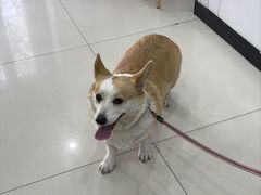 -思琪宠物医院(昆山花桥店)