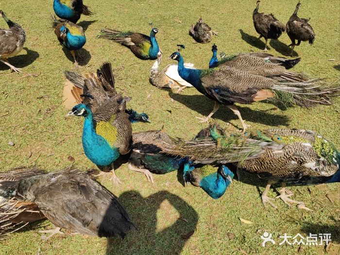 西双版纳勐泐文化旅游区图片
