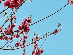 -上海滨江森林公园