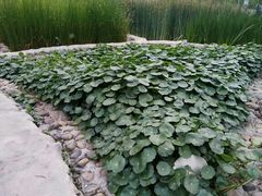 -活水公园