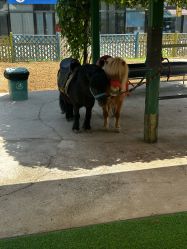 点击看大图 -萌宠亲子动物乐园(槐房万达店)