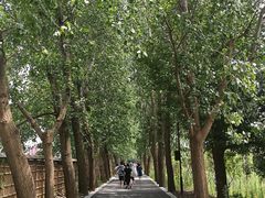 -同里国家湿地公园