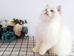 -东方名猫馆·英短金渐层布偶猫舍(环线广场1号楼店)