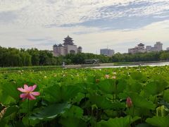 -莲花池公园