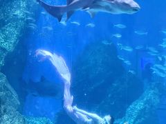 -海合安成都极地海洋公园