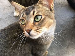 -喵屿·大理花园猫咖