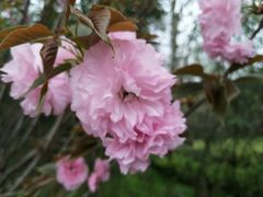-菊花台公园