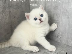 -小猫来了·猫舍(红山六九七九店)