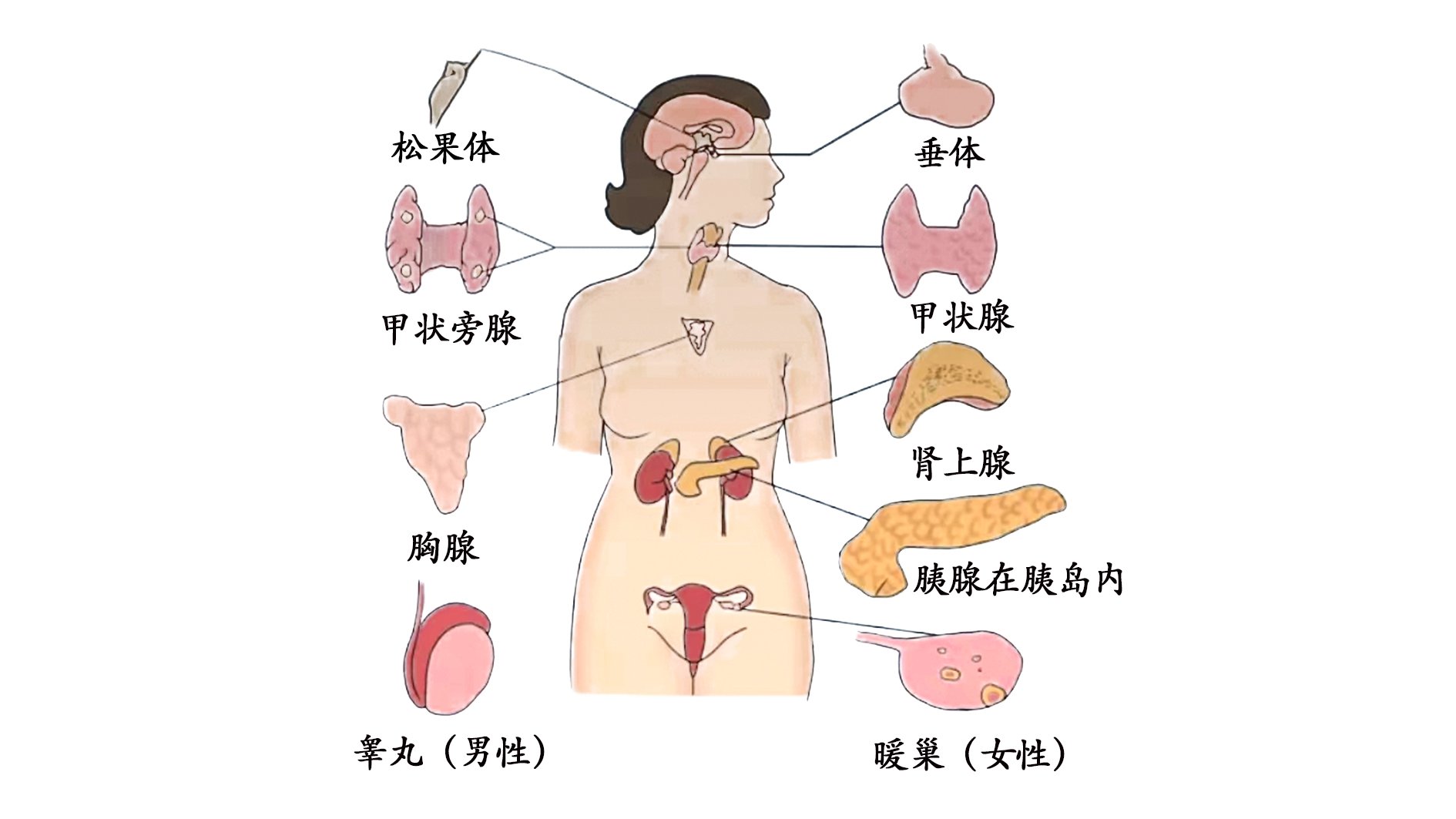 呵护健康