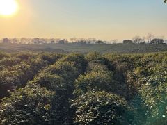 -南京市江宁方山