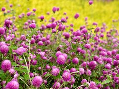 -上海山野camping·户外天幕烧烤·团建拓展营地