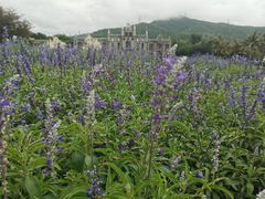 -玫瑰海岸文化旅游度假区
