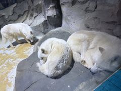 -海合安成都极地海洋公园