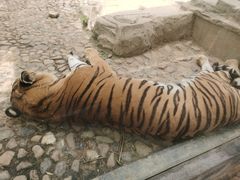 -五龙山野生动物王国