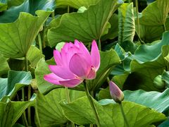 -莲花池公园