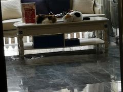 -宠爱国际动物医院· 猫科· 外科·中兽医(长白店)