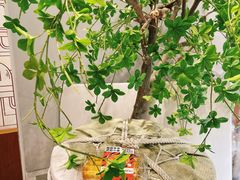 -君之狮子山·轻糖烘焙(松江印象城店)