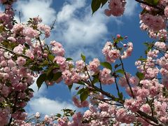 -北京国际鲜花港