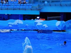 -海合安成都极地海洋公园