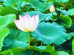 -古田会议纪念馆