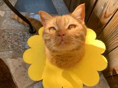 -喵屿·大理花园猫咖