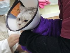 -瑞鹏宠物医院·猫科·宠保定点(梅溪湖分院)