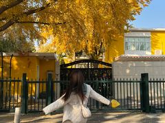 -三里屯东五街银杏大道
