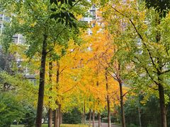 -唐城墙遗址公园