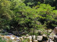 -大鄣山卧龙谷景区