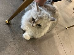 -飞行喵MR PILOT|猫舍·猫咖(静安大融城店)