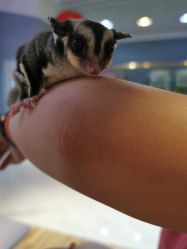 -Moni星球萌宠·小马宝莉·灵蛇·高端高阶全萌宠互动体验俱乐部(红豆国际广场店)