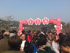 -香雪海