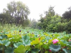 -洛阳市隋唐城遗址植物园