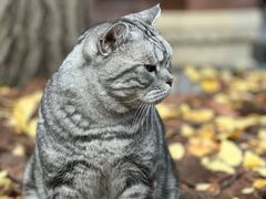 -龙华寺