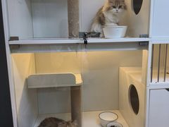-十月米努特矮脚猫舍