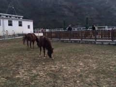 -枫露马术学院(藏书校区)