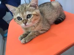 -佳雯宠物医院(金华南路分院)