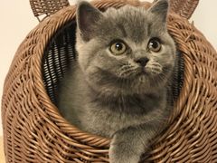 -喵zoo家庭繁育猫舍(尖东智能花园店)