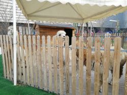 -萌宠亲子动物乐园(槐房万达店)