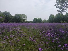 -阳澄湖半岛旅游度假区