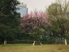 -百林公园-两江幸福广场