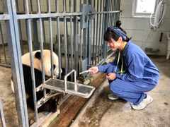 -都江堰中华大熊猫苑