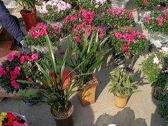 -李村大集