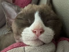 -达爱动物医院·犬猫分区·CT·复杂眼科(远洋山水分院)