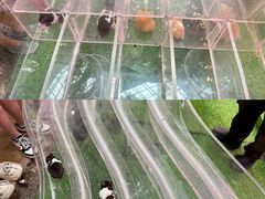 -正佳雨林生态植物园