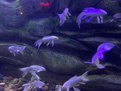 -芜湖新华联大白鲸海洋公园