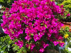 -金陵花卉交易市场