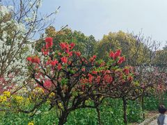 -南汇桃花村